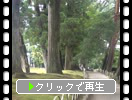 夏の平泉・毛越寺「杉並木と散策路」