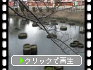 冬の福岡・香椎宮「菖蒲池と鳩たち」