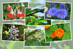 九州がんセンターの５月の花と実たち（そのＩＩ−１）