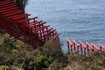 断崖に並ぶ「元乃隅稲荷神社の鳥居群」