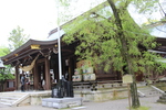 春の菊池神社「カイノキ（楷樹）と拝殿」
