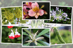 九州がんセンターの敷地内「６月の花と実たち（そのI−４）