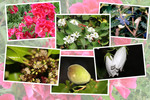 九州がんセンターの敷地内「６月の花と実たち（そのI−６）