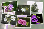 九州がんセンターの敷地内「６月の花と実たち（そのII−７）