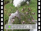 四国カルスト「石灰岩と初秋の花と実たち」
