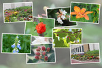 九州がんセンターの敷地内の７月の花と実たち（そのI）