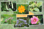 九州がんセンターの敷地内の７月の花と実たち（そのI−４）