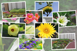 九州がんセンターの敷地内の７月の花と実たち（ そのＩI )