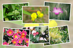九州がんセンターの敷地内の７月の花と実たち（ そのＩI -5 )