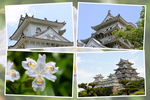 国宝の現存天守閣「春の姫路城」