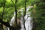 緑葉期の由布「名水の滝」