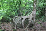 巨石を抱く樹木の根