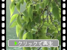 夏の大阪城「濠と石垣と植物たち」