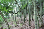 夏・緑陰期の常栄寺「雪舟庭の竹林」