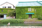 緑葉のツタが這う小樽運河の倉庫