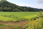 エダマメ畑（北海道）