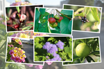 九州がんセンター敷地「１０月の花と実（そのＩ−５）」