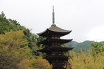 秋の瑠璃光寺「黄葉に囲まれた五重塔」