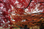 秋の弘前城「紅葉と南内門」
