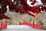 秋の弘前城「杉の大橋」