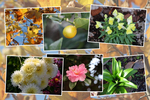 九州がんセンターの敷地「１２月の花と実たち（そのII−２)」
