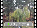 秋の弘前城「二の丸大枝垂れ」