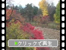 秋の弘前城「蓮池」