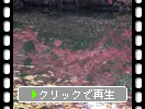 秋の弘前城「濠水面の紅葉影」