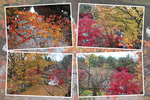 秋の弘前城「蓮池と紅葉・黄葉」