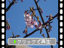 サクラ（椿寒桜）の蕾と開花