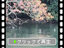 秋の山陰・松江城「内堀と鳥たち」