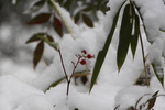 積雪に埋もれた赤い実と笹の葉