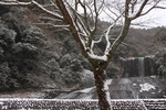 降雪期の九重「龍門の滝」と桜の冬木立