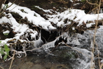 山吹水源の氷柱と積雪