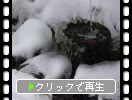 冬・積雪期の「瀬の本高原・九重連山伏流水」