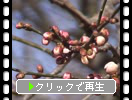 春の水戸・偕楽園「梅の蕾と開花」