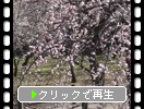 春の水戸・偕楽園「枝垂れ梅と梅園の風情」