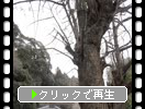 冬の富貴寺「境内の古木たち」