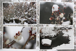 冬・積雪期の多久聖廟「池と梅の木」