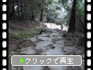 春の新宮「神倉神社の石段参道」