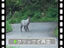 金沢峠で出会った野生の「ニホンカモシカ」