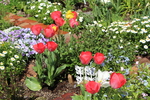 春の花壇