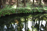 春の白川水源「水面の樹影」