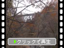 秋の中津川渓谷「渓谷と中津川橋」