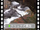 秋の中津川渓谷「落葉の渓流と岩場」