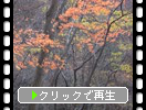 秋の中津川渓谷「紅葉の森」