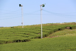 山麓の茶畑