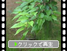 ジュウガツザクラの緑葉