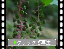 ヨウシュヤマゴボウの緑実