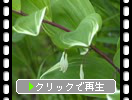 アマドコロの緑葉と蕾